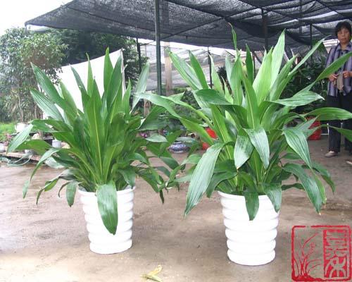 供應(yīng)花北京卉銷售花卉租賃公司