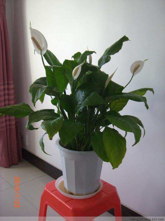 供應(yīng)花卉一品紅北京花卉租賃公司