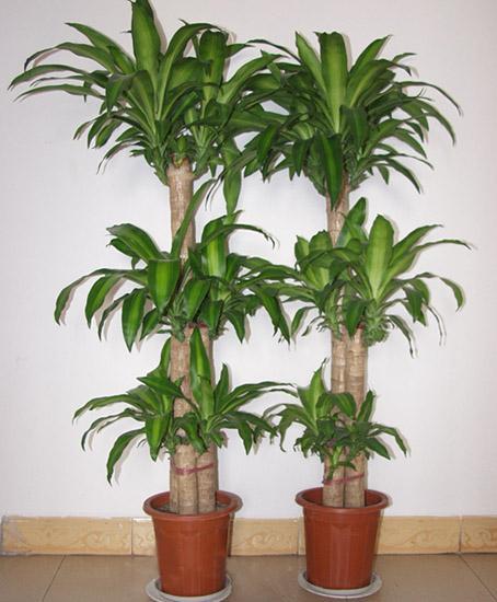 供應北京花卉綠植公司