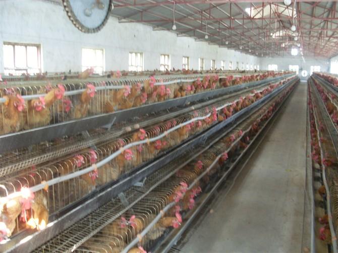 供應青腳麻雞苗孵化