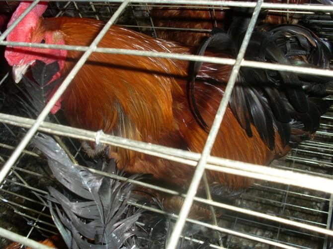 供應青腳麻雞苗孵化