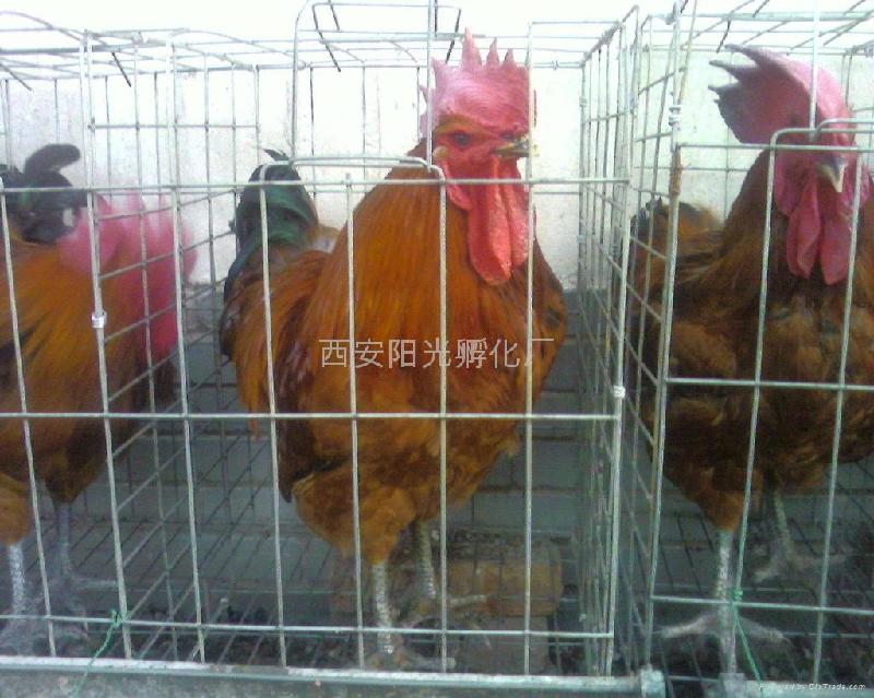 供應青腳麻雞苗孵化