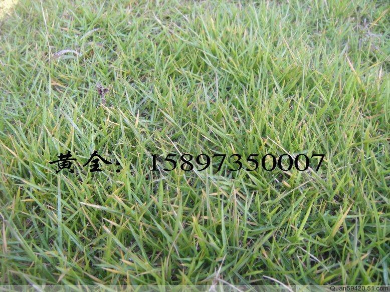 供應四川馬尼拉草坪廠家，貴州馬尼拉草坪，廣西馬尼拉草坪