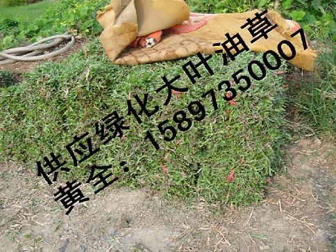 供應四川馬尼拉草坪廠家，貴州馬尼拉草坪，廣西馬尼拉草坪