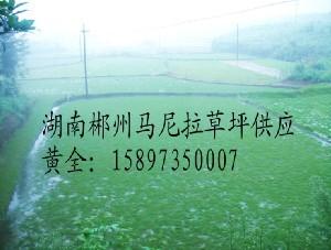 供應(yīng)湖南馬尼拉草坪A郴州馬尼拉草坪B