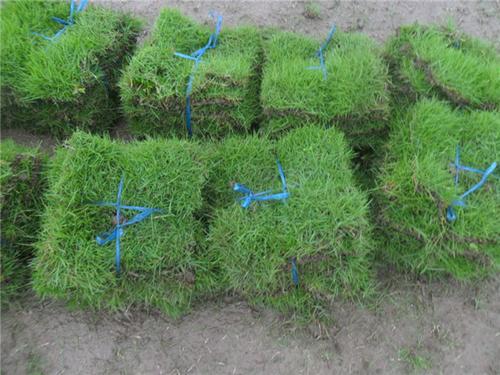 供應(yīng)大量馬尼拉草皮