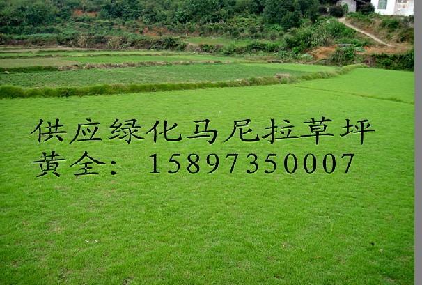 供應四川馬尼拉草坪廠家，貴州馬尼拉草坪，廣西馬尼拉草坪