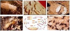 供应白蚁的危害及预防中山灭白蚁白蚁