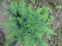 供應(yīng)*神樹紅豆杉