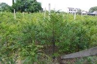 供應(yīng)*神樹紅豆杉