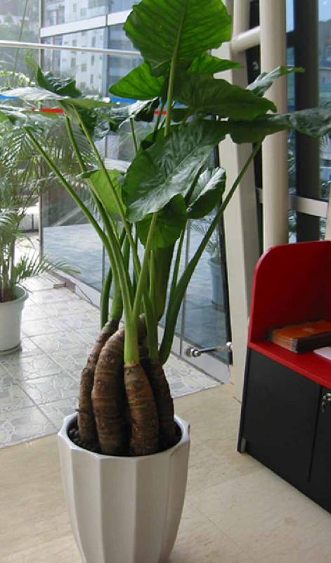 擺放圖片/擺放樣板圖 (2)