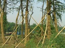 供應(yīng)稻草繩供應(yīng)商