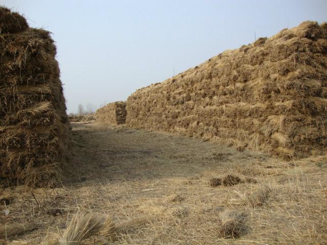 供應(yīng)稻草報(bào)價(jià)、稻草生產(chǎn)、稻草供應(yīng)