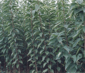 寧夏李子苗棗樹苗桑樹苗花椒苗