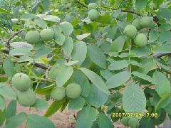 新疆苗木甘肅苗木西藏苗木寧夏苗木圖片