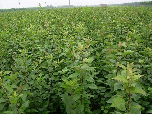 陜西柿子苗陜西棗樹苗陜西花椒苗陜西桑樹苗