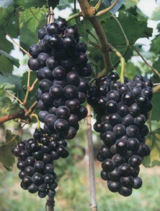 天津葡萄苗北京葡萄苗湖北葡萄苗廣西葡萄苗