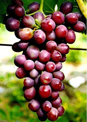 西藏葡萄苗甘肅葡萄苗新疆葡萄苗寧夏葡萄苗