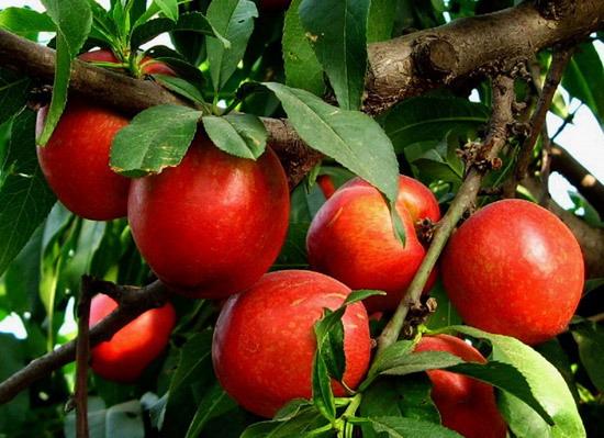 西藏桃樹苗甘肅桃樹苗寧夏桃樹苗新疆桃樹苗