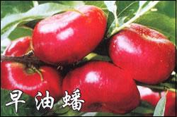 各種占地果樹苗木葡萄苗