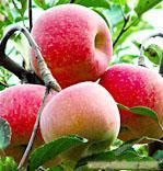 遼寧蘋(píng)果苗吉林蘋(píng)果苗內(nèi)蒙蘋(píng)果苗河北蘋(píng)果苗