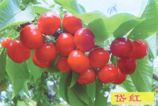 山東櫻桃苗遼寧櫻桃苗吉林櫻桃苗北京櫻桃苗
