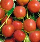 寧夏李子苗棗樹苗桑樹苗花椒苗