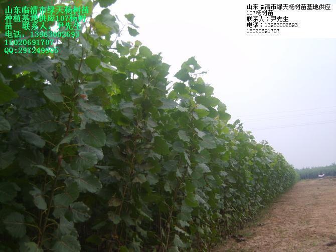 供應(yīng)山東楊樹苗楊樹苗107楊樹苗