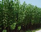 最新楊樹(shù)苗楊樹(shù)苗圖片