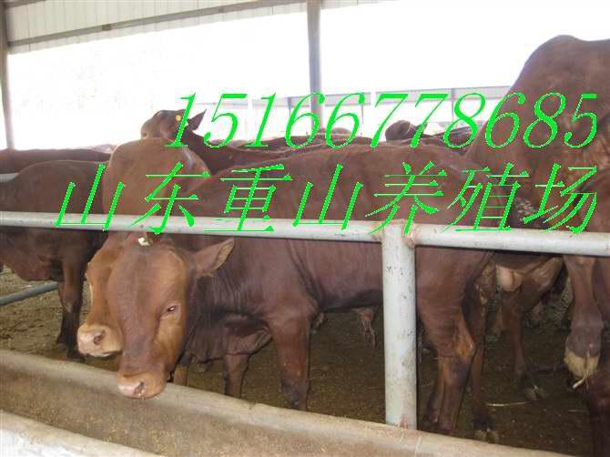 大型肉牛养殖基地肉牛品种肉牛价格供应大型肉牛养殖基地肉牛品种肉牛价格