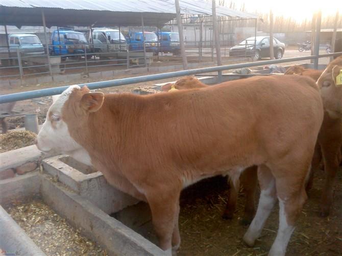 供應(yīng)肉牛犢價(jià)格肉牛行情