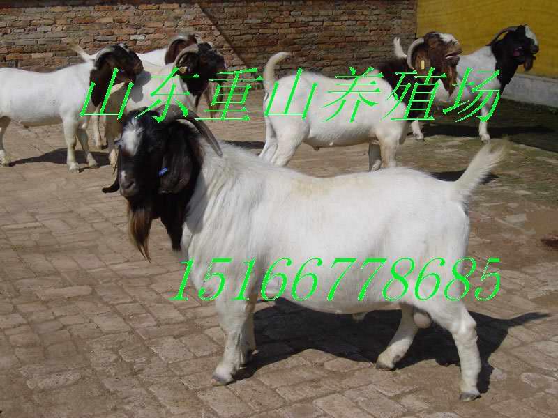 波爾山羊養(yǎng)殖圖片/波爾山羊養(yǎng)殖樣板圖 (4)