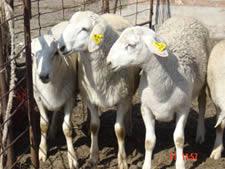 供應(yīng)肉羊*小尾寒羊價格