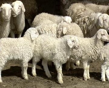 供應(yīng)河北鹽山小尾寒羊/*養(yǎng)殖場