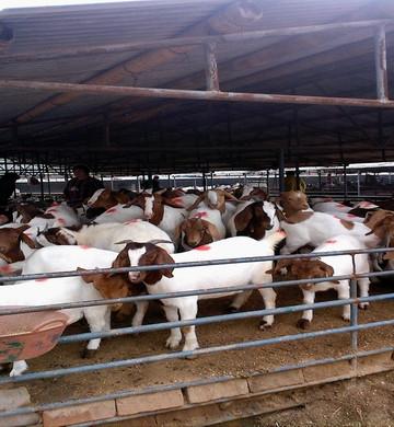 波爾山羊養(yǎng)殖場圖片/波爾山羊養(yǎng)殖場樣板圖 (3)