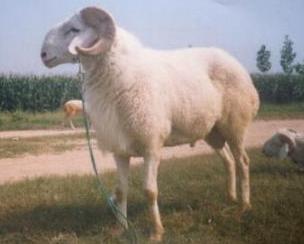 供應(yīng)河北鹽山小尾寒羊/*養(yǎng)殖場