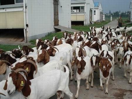 供應(yīng)肉羊*小尾寒羊價格