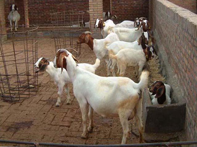 小尾寒羊波爾山羊圖片/小尾寒羊波爾山羊樣板圖 (2)