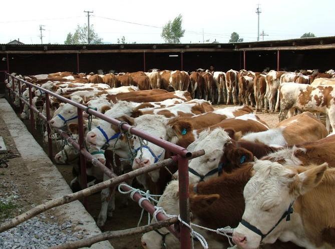 供應(yīng)肉牛肉羊新價(jià)格