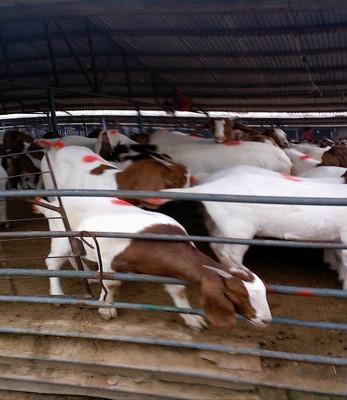 波爾山羊養(yǎng)殖場圖片/波爾山羊養(yǎng)殖場樣板圖 (3)