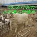 小尾寒羊養(yǎng)殖場圖片/小尾寒羊養(yǎng)殖場樣板圖 (3)