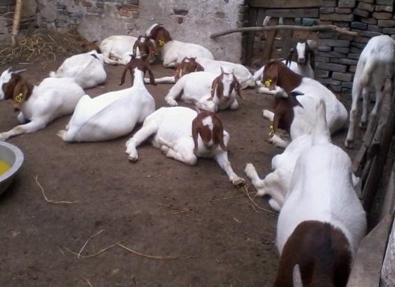 小尾寒羊波爾山羊圖片/小尾寒羊波爾山羊樣板圖 (3)