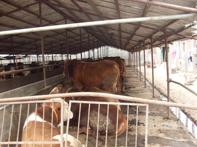 供應(yīng)肉牛養(yǎng)殖技術(shù)肉牛育肥肉牛繁殖