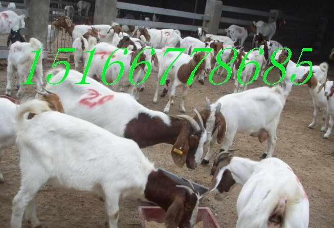 供應萊州*養(yǎng)殖場