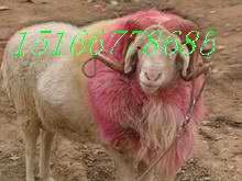 純種小尾寒羊圖片/純種小尾寒羊樣板圖 (3)