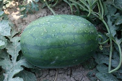 供應(yīng)河南太康黑美人西瓜無籽西瓜上市了