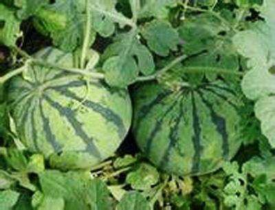 供應(yīng)河南太康黑美人西瓜無籽西瓜上市了