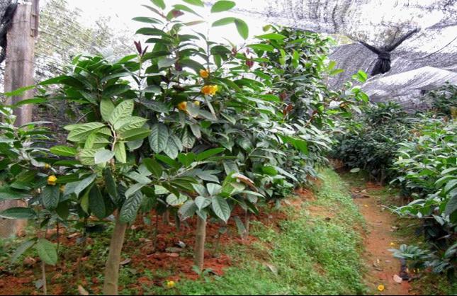 贵港市金花茶嫁接砧木大果红花油茶厂家供应金花茶嫁接砧木大果红花油茶