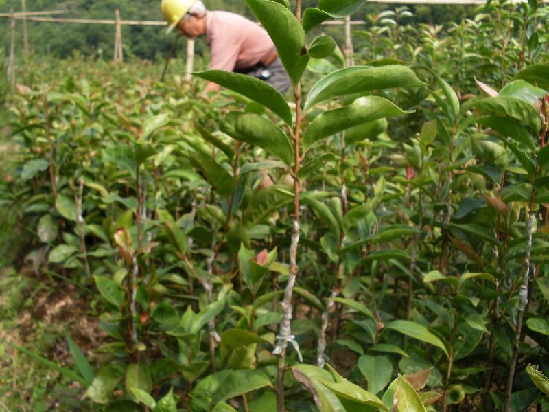 供应金花茶嫁接砧木大果红花油茶 