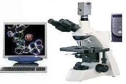 一滴血顯微鏡圖片